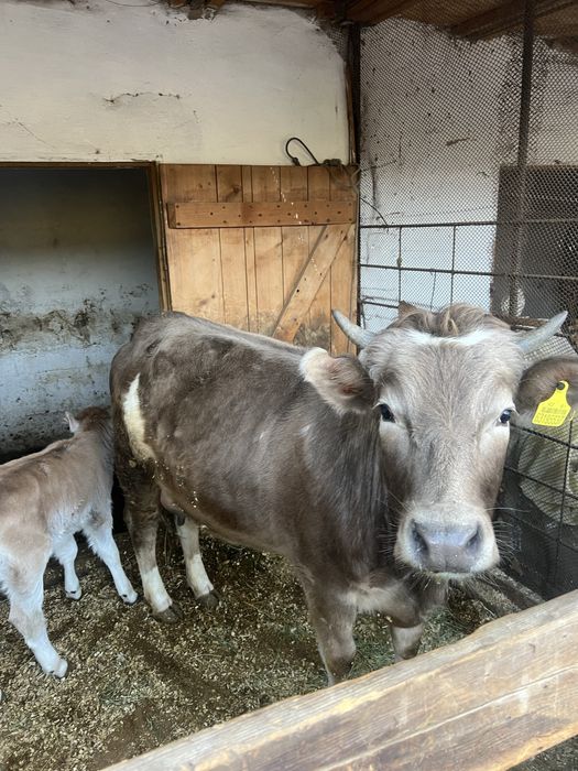 Корова с телёнком(тёлочка)