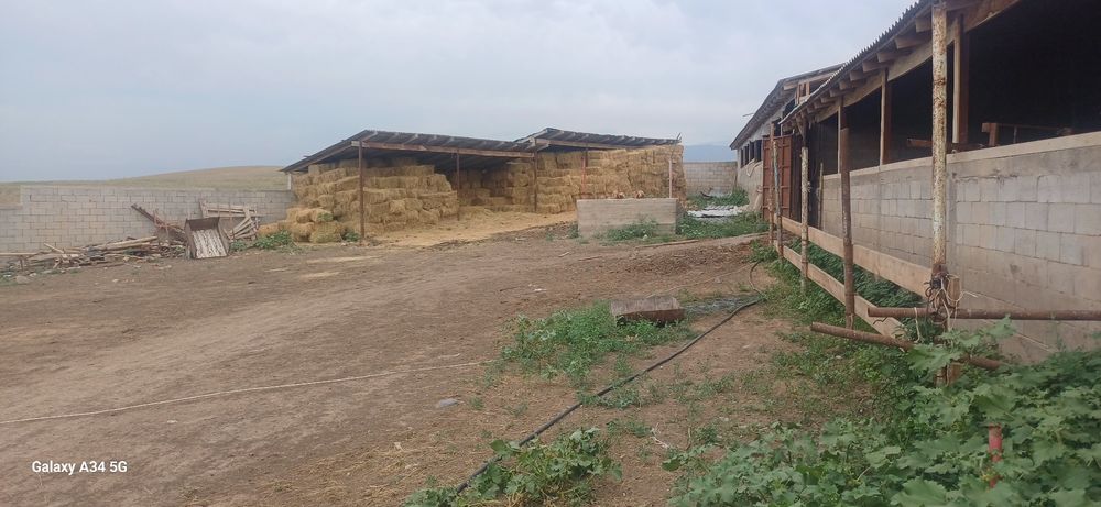 Откорм сатылады 100