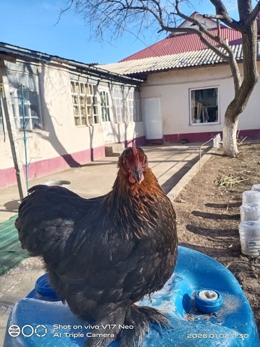 Кохин Карлик пара