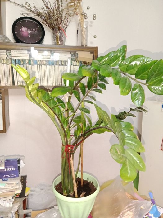 Продам долларовое дерево