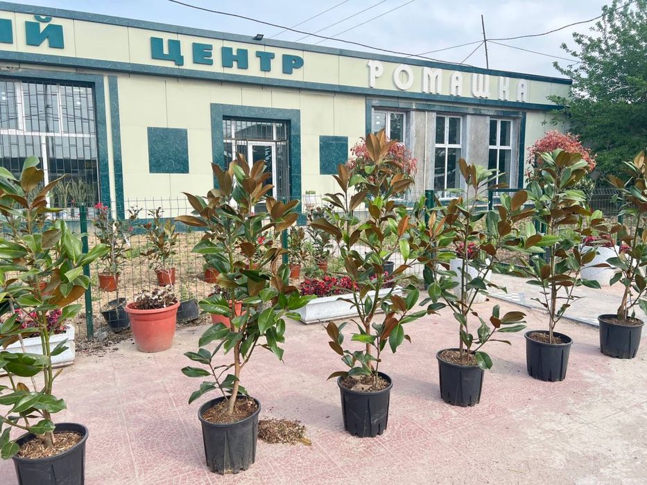 Magnoliya grandiflora Little Gem Italiyaniki