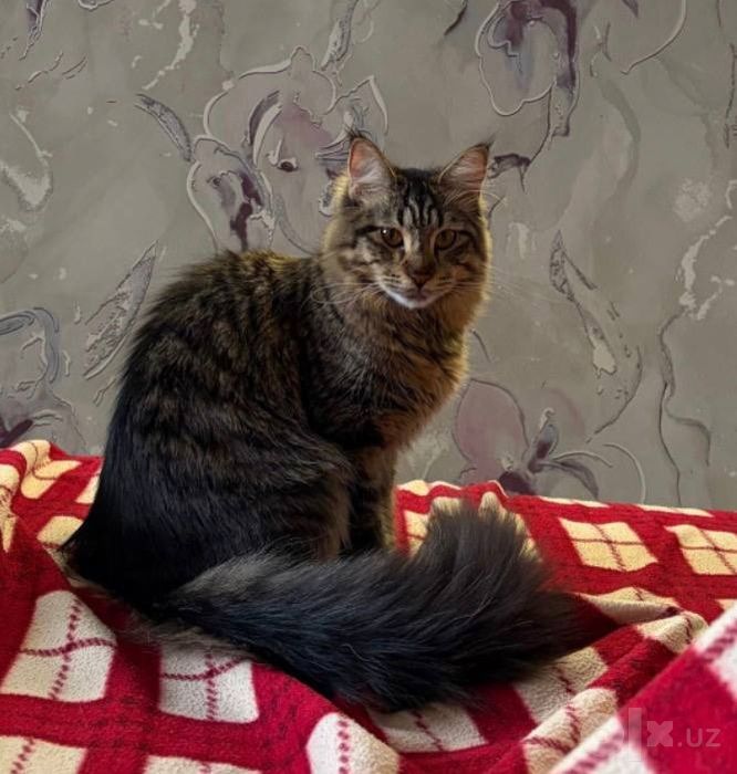 Продаётся кошечка Мейн кун