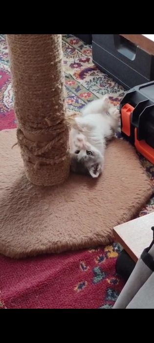 Отдаю котика 1,5 месяцев