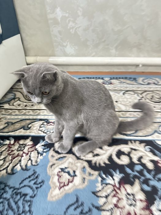 British shorthair
