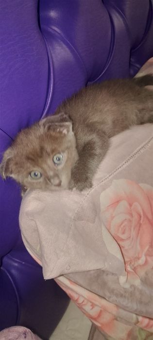 Отдам котят породистых бесплатно