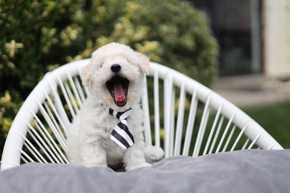 Pui Bichon Frise Pedigree FCI