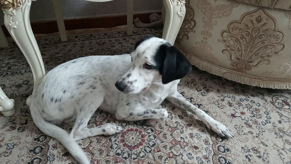Отдам собачку в добрые руки