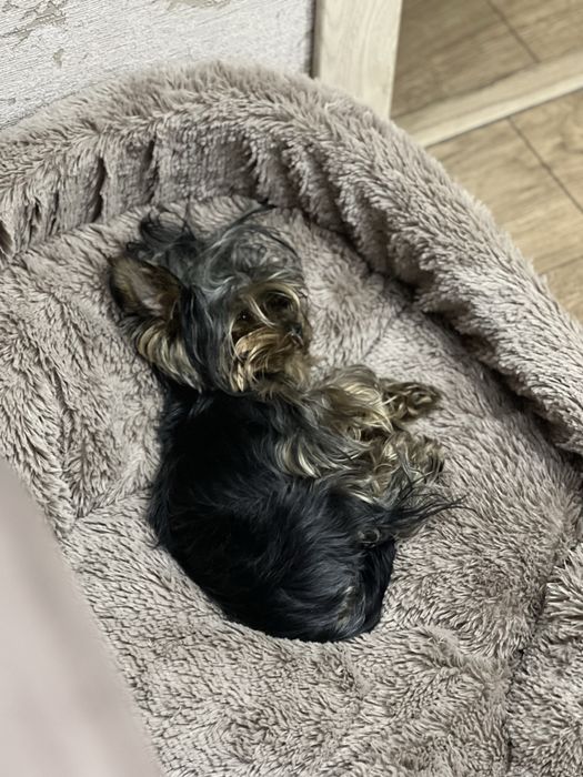 Алматы Продам девочку йорка, мимиминечка..