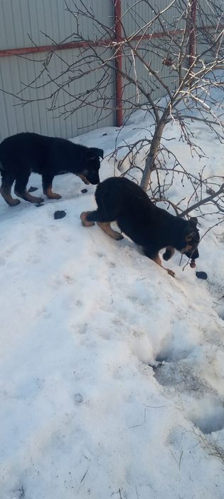 Подрощенные щенки немецкой овчарки