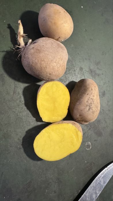 Семенной картофель домашний