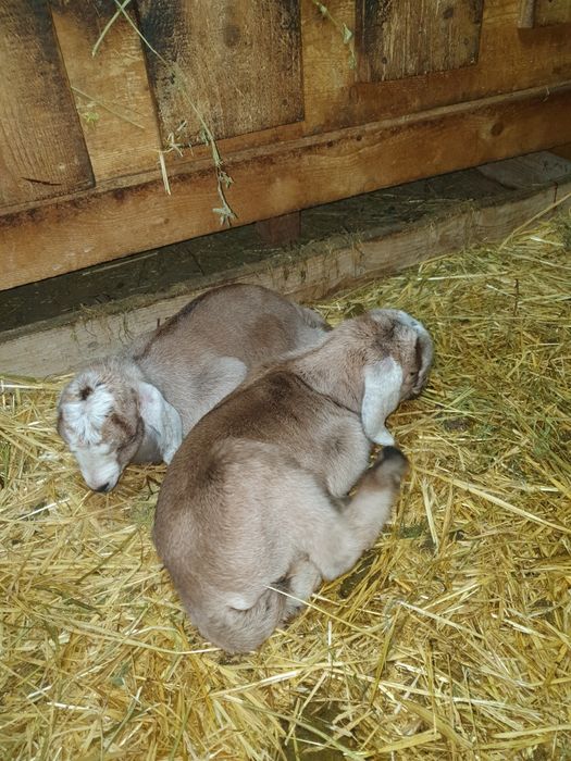 Vand țăpișori de crescut la biberon.