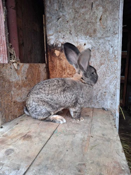 Mascul uriaș german