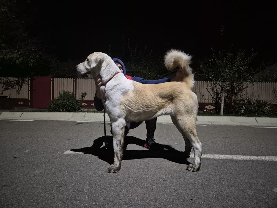 Femela Ciobanesc de Asia Centrala