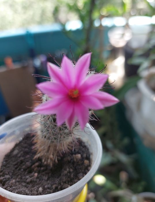 Маммилярия Boolii - s, саженцы.