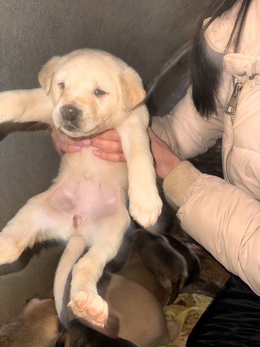 Щенок щенята ищут дом