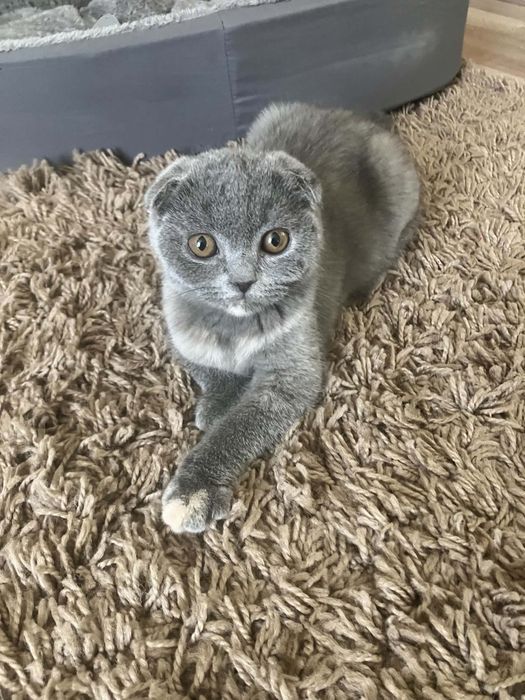 Предлагам прекрасни Scottish Fold (Шотландска клепоуха) котенца