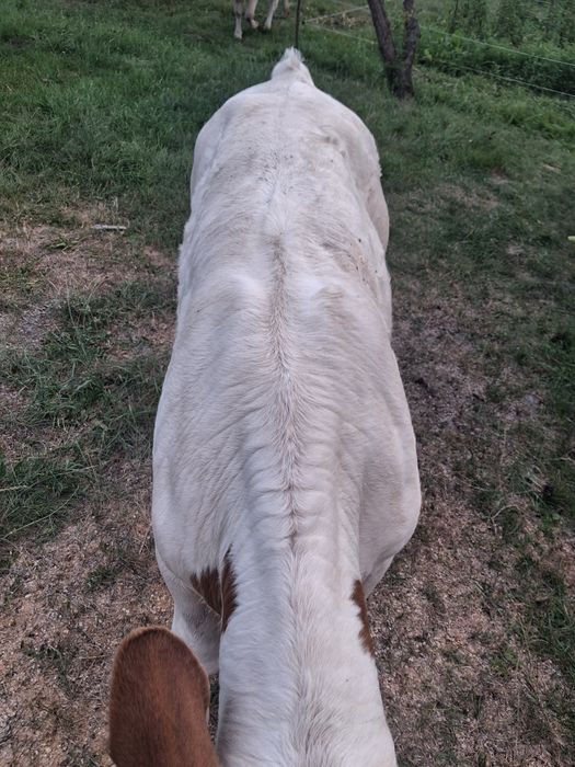Vînd vacă cu vitel