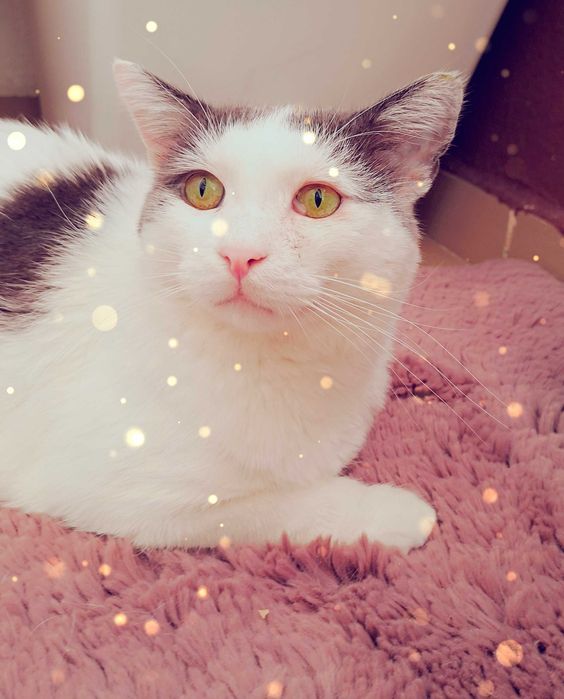 Adoptie pisica alba mota castrat