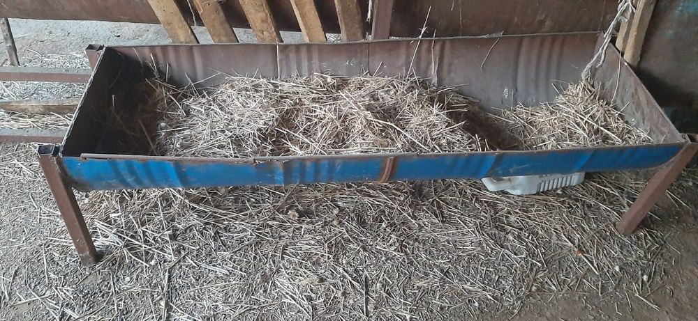 Үлкен мүшесі бар жігіт