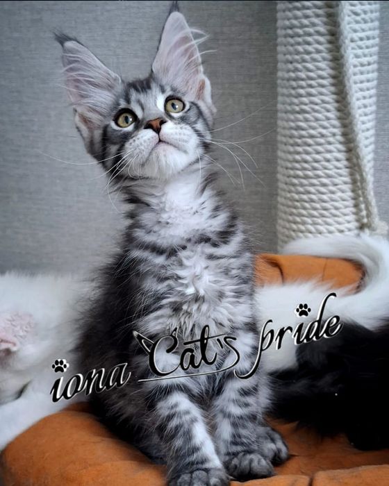 Котята мейн-куны продаются