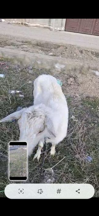 Заннен ешкі сатылады.