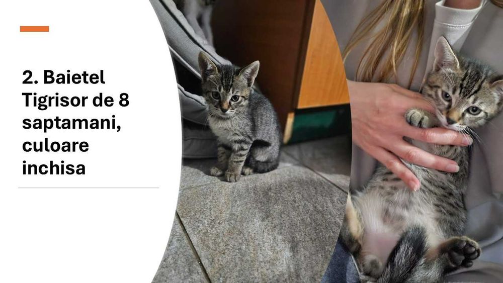 Donez pui de pisica -cautăm familii iubitoare!