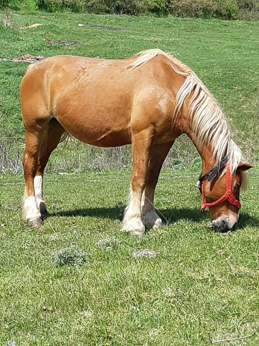 Vînd iapă gestantă