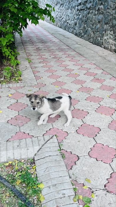 Щенок собачка отдам бесплатно девочка