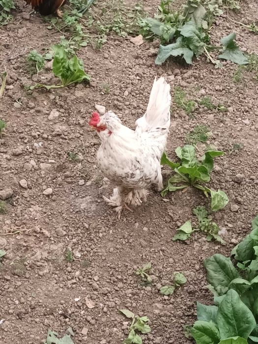 Cocoșei pitici de vanzare
