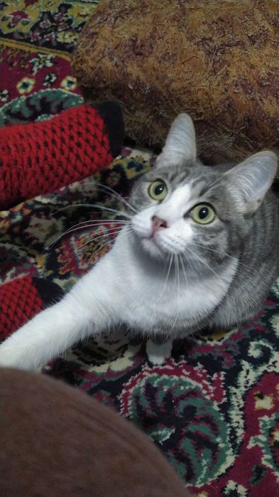 Лучик ищет любящую семью.