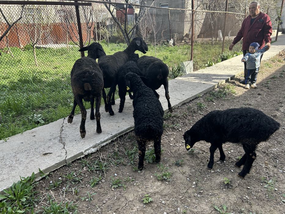 Қозылы қойлар бар 3 бас