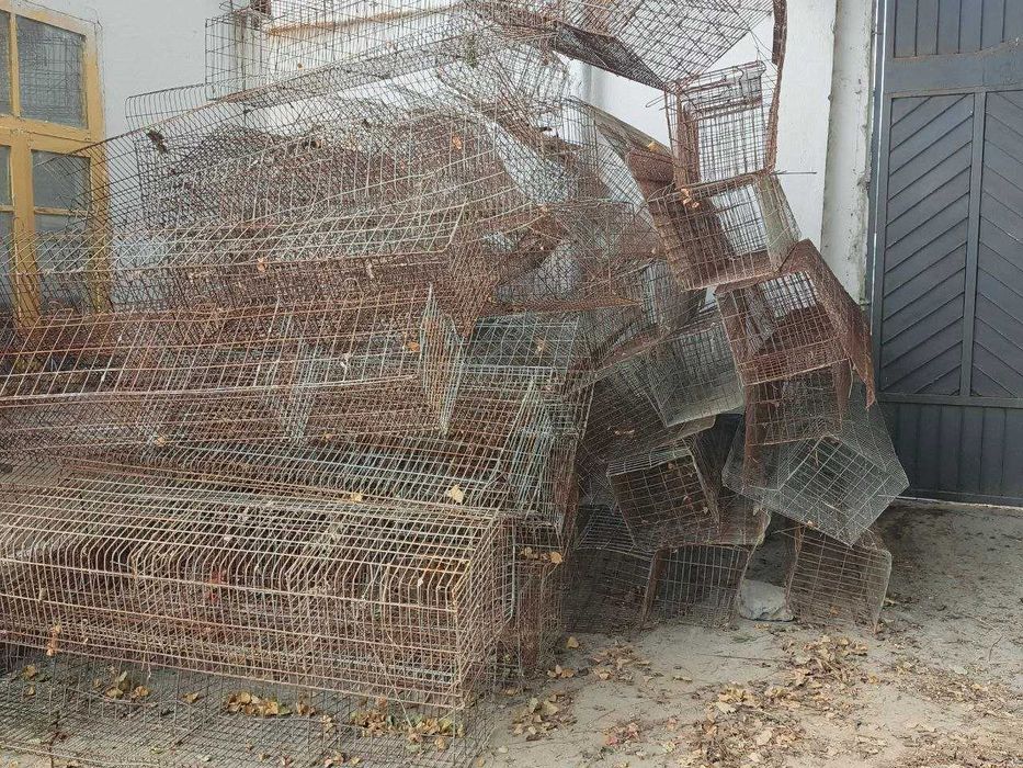 Товук катаклари (хитой)
