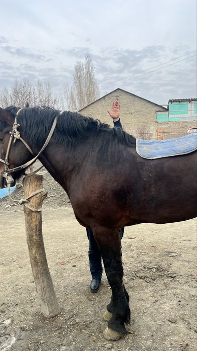 Улокчи от сотилади