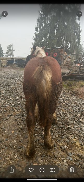 De vânzare mânză de un an