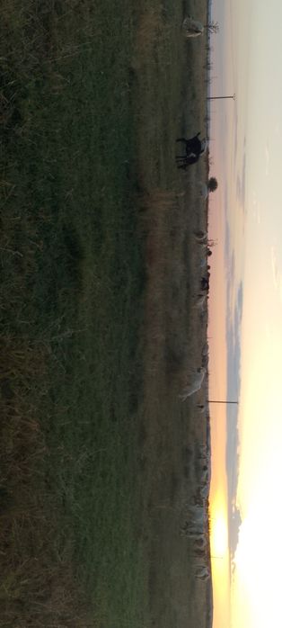 Vând capre cu iezi, preț negociabil