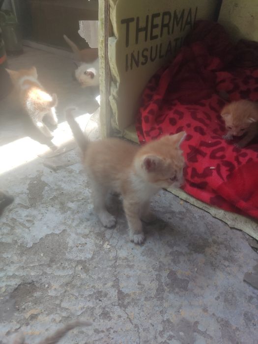 Отдам котята бесплатно