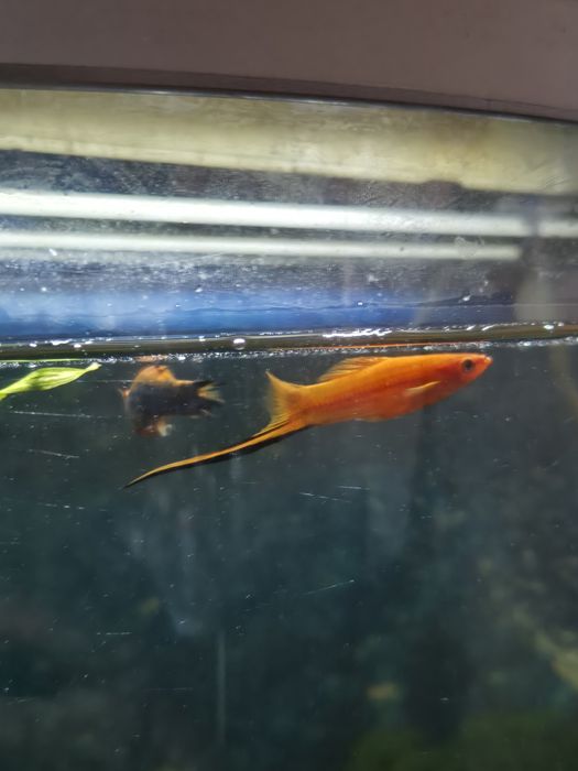 Меченосец самец 2штуки