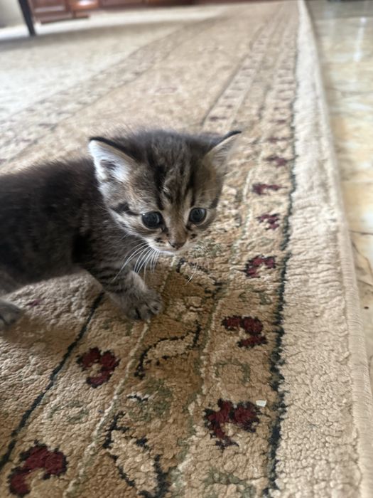 Отдам котят в хорошие руки