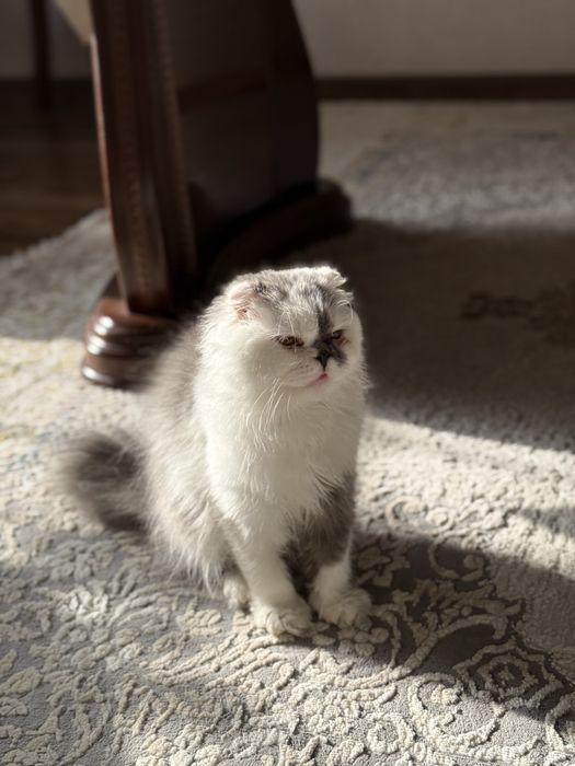Scottish Fold mushuk sotiladi, продается кошка
