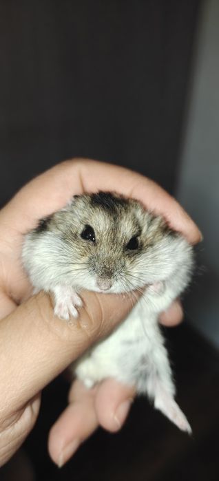 Мини хамстерчета