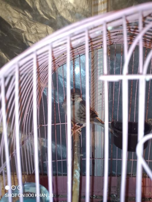 Канорейки разные самцы