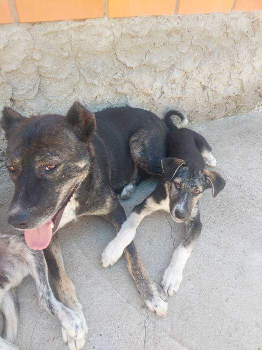 Отдадим 2-х щеночков