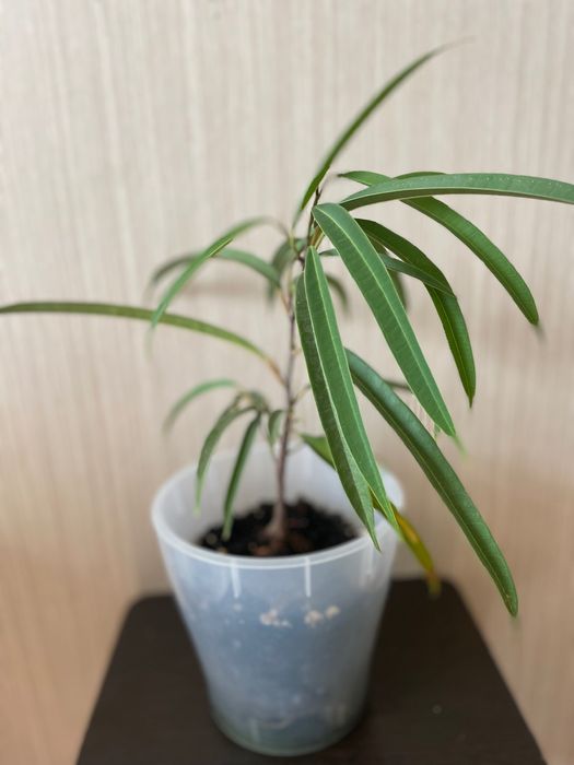 Аглоанема, диффенбахия, фикус Даниэль