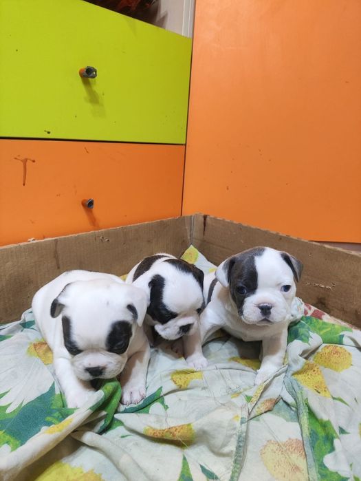 Французята малышата