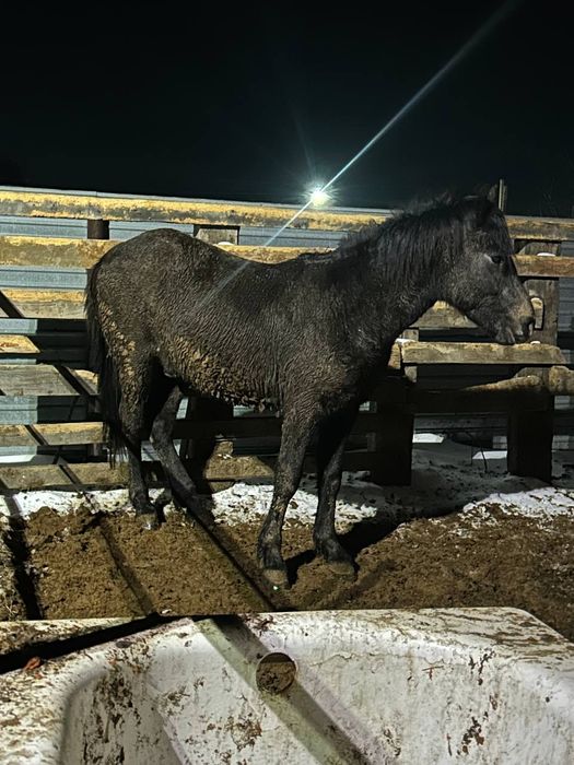 Жеребчик 2  года