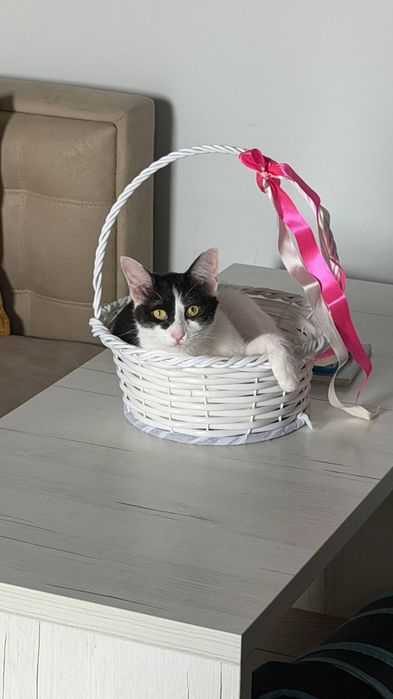 Кошка девочка стерилизованная