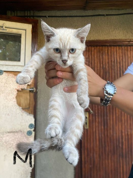Отдам котят в добрые руки.