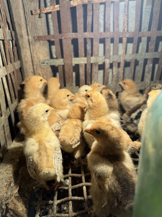 Продам домашних цыплят