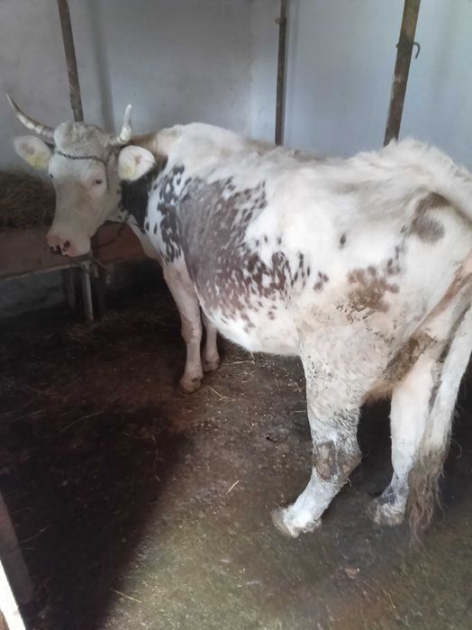 Vaca baltă de 7 ani