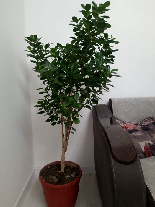 Продается цветы с размером 1.5 м